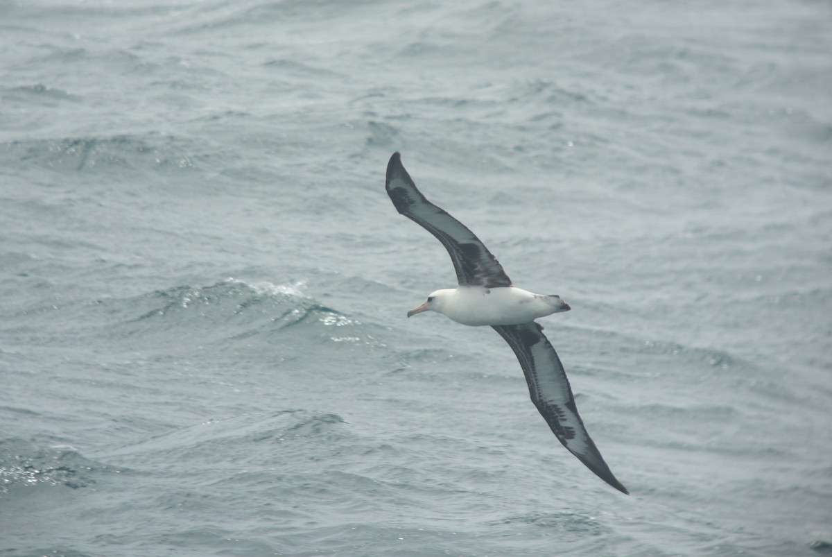 albatros laysanský - ML141153751