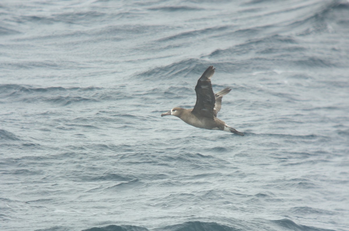 Albatros à pieds noirs - ML141153821