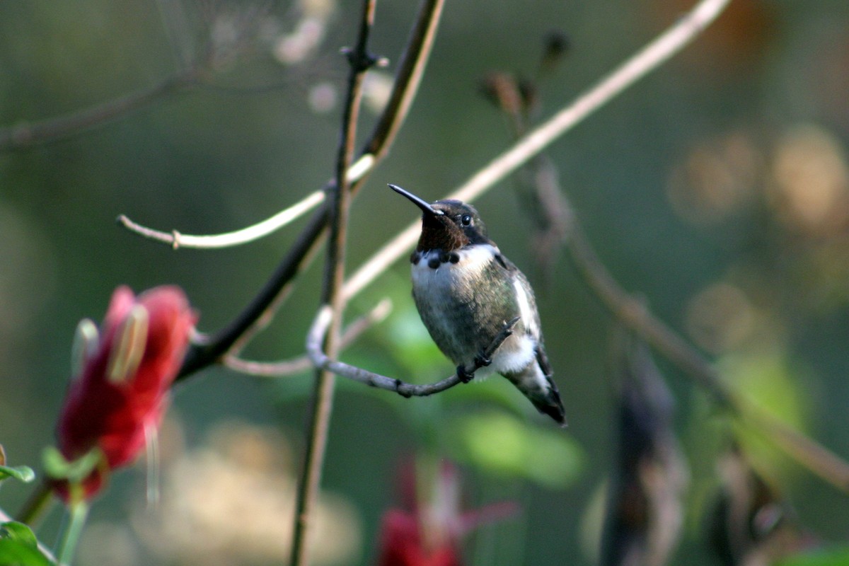 Colibri à gorge rubis - ML141154011