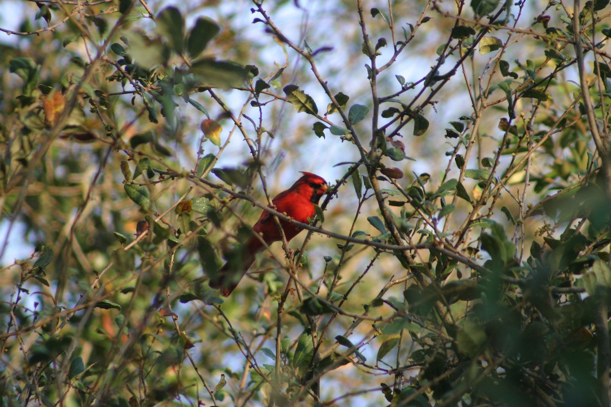 Cardinal rouge - ML141154531