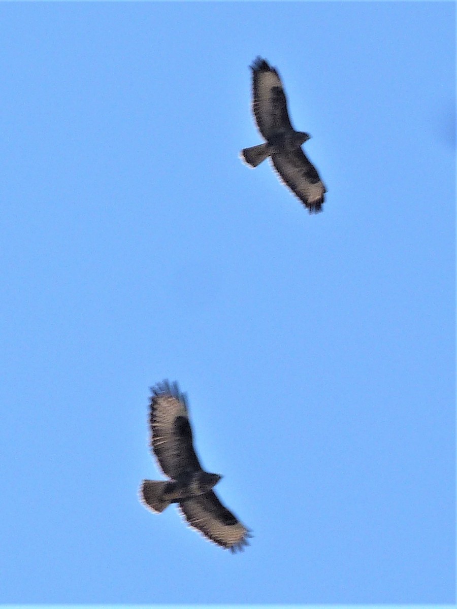 Common Buzzard - Ned Mueller