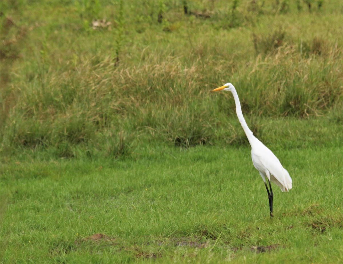 Great Egret - Cláudio Jorge De Castro Filho