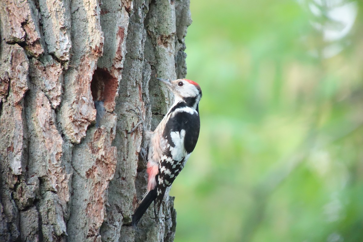 Middle Spotted Woodpecker - ML141156131