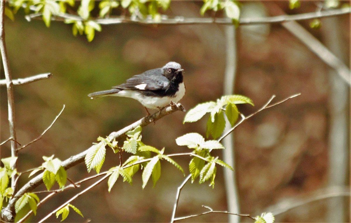 Black-throated Blue Warbler - Marie-Josee D'Amour
