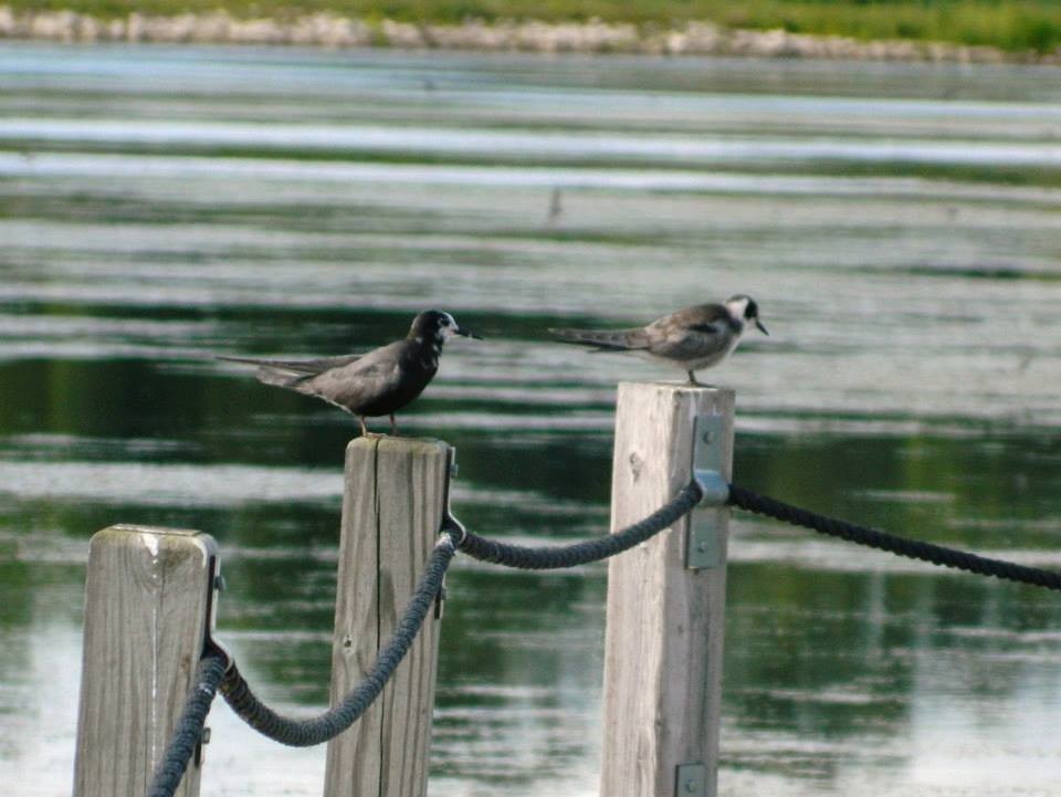 Black Tern - ML141156801