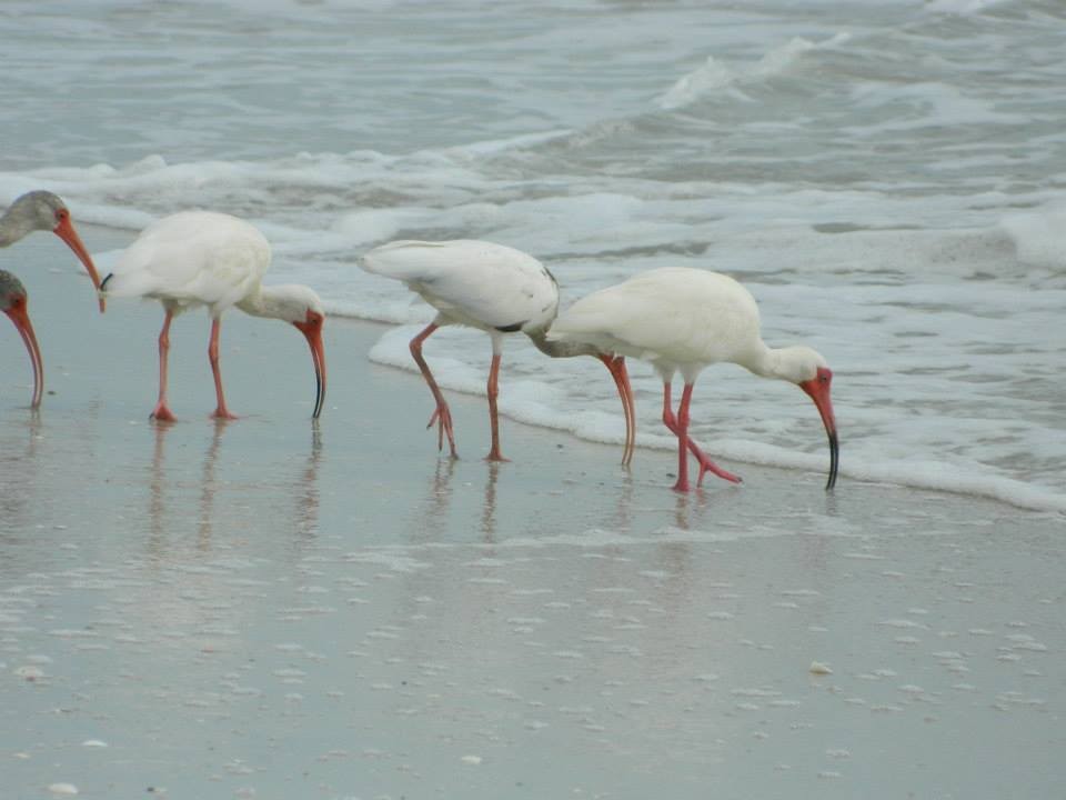 White Ibis - Lea Shortt