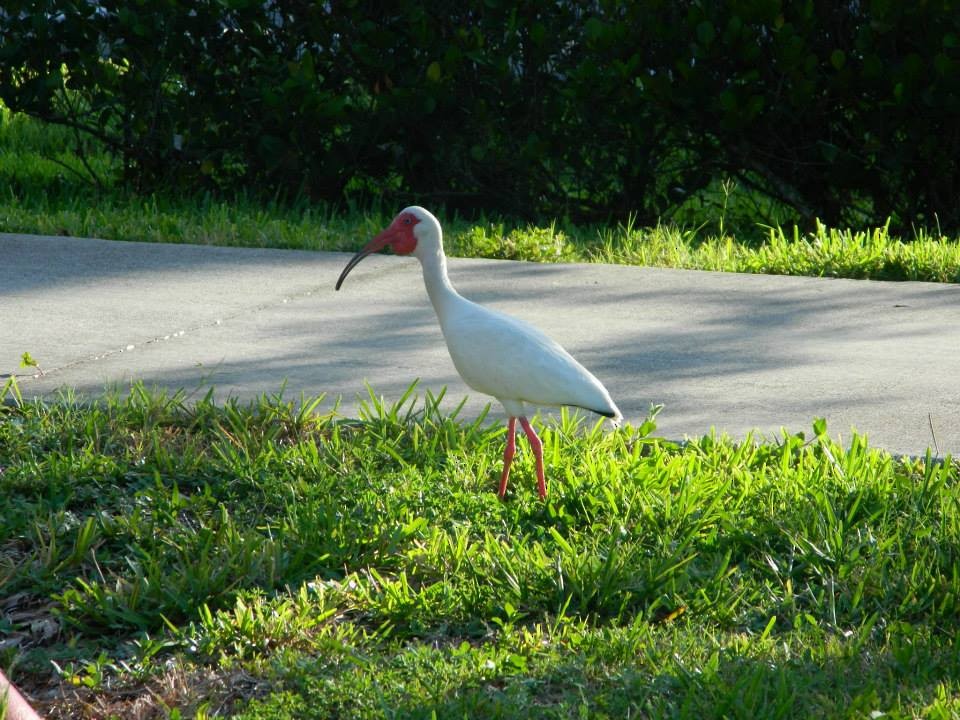 White Ibis - Lea Shortt