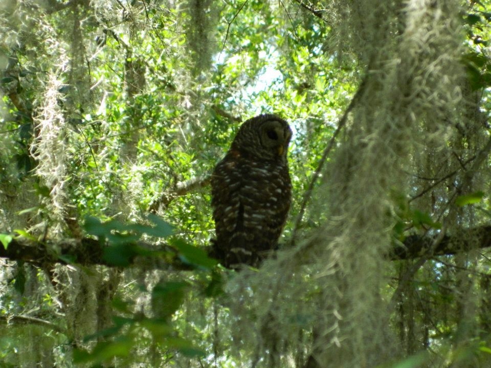 Barred Owl - ML141158121