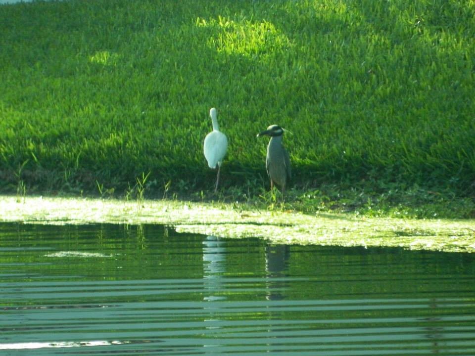 Yellow-crowned Night Heron - Lea Shortt