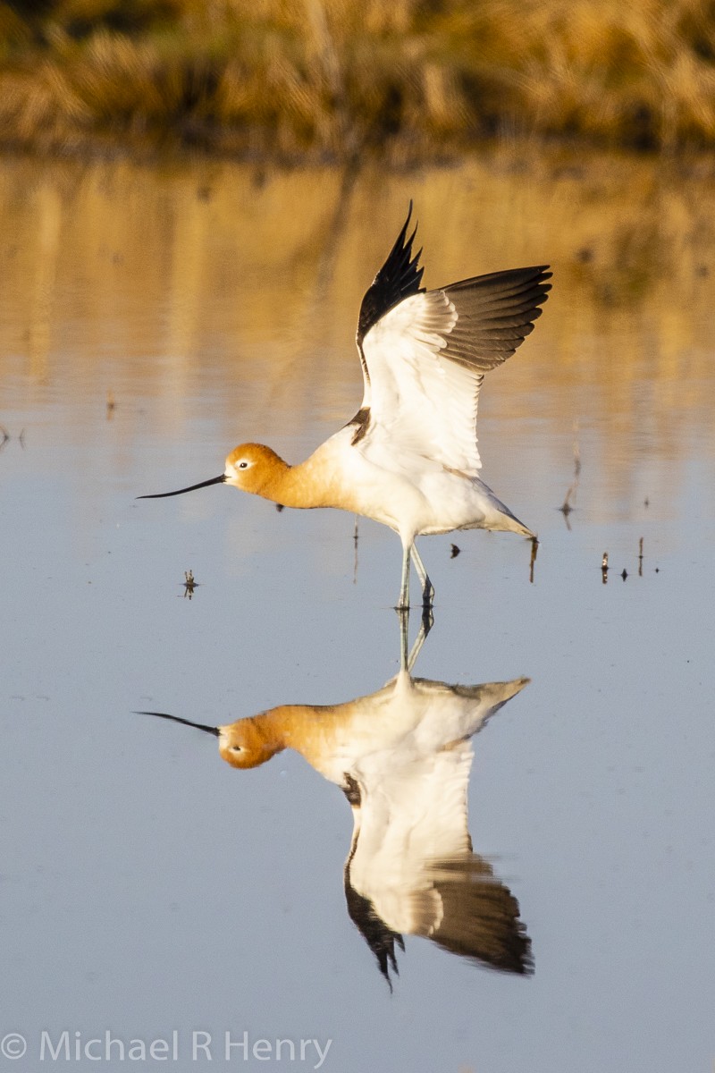 Avoceta Americana - ML141158841