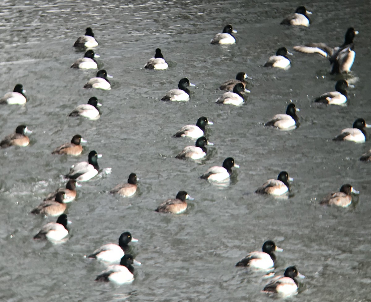 Greater Scaup - ML141158871