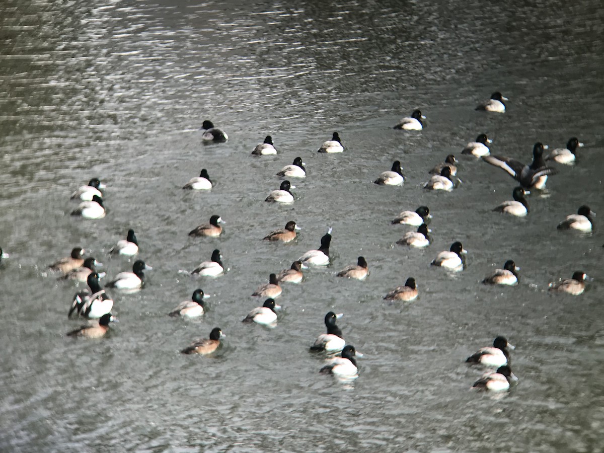 Greater Scaup - ML141158881