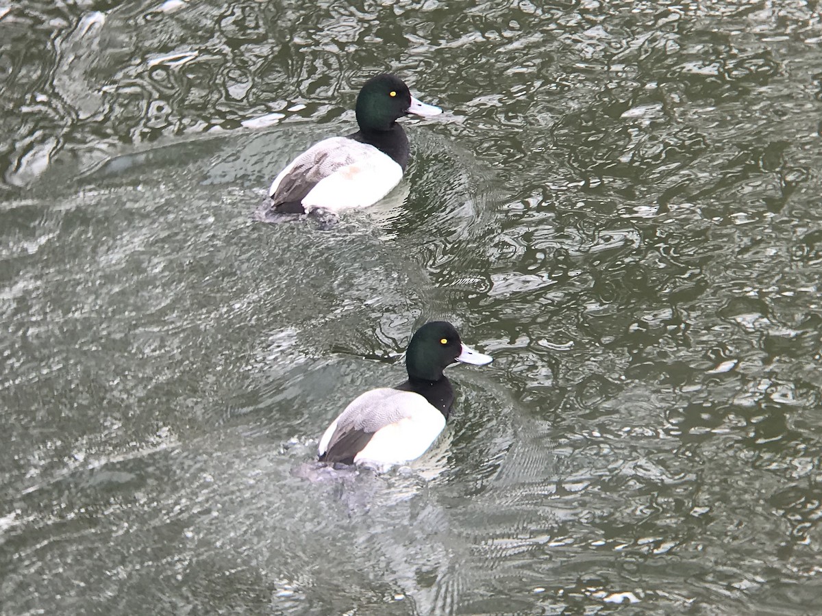 Greater Scaup - ML141158901