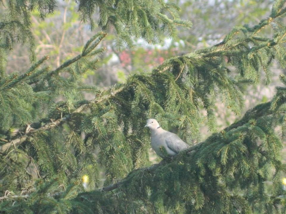 Eurasian Collared-Dove - ML141159481