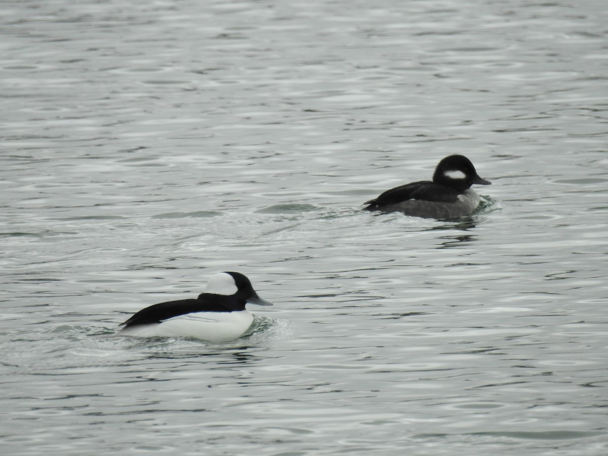 Bufflehead - ML141160081