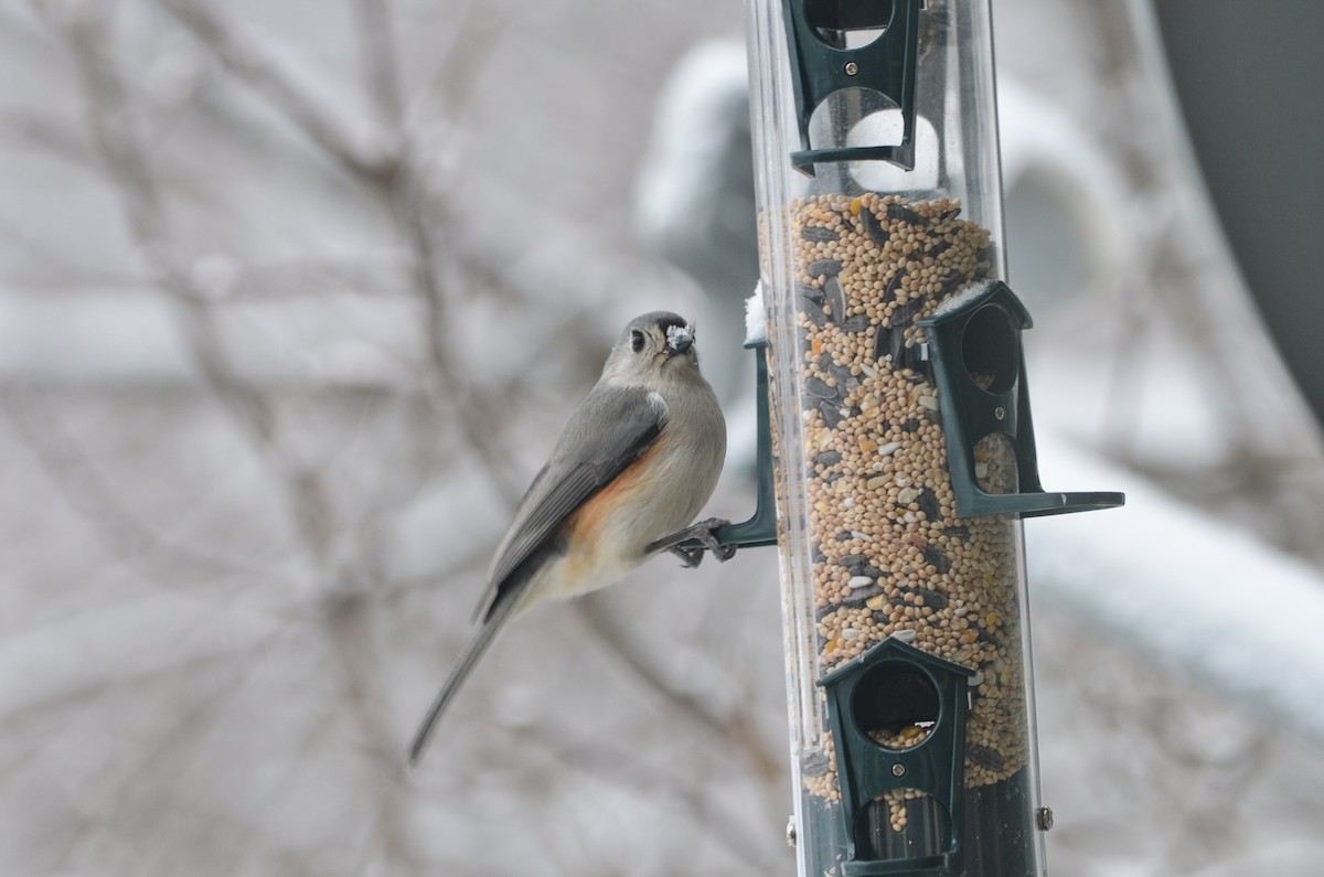 Tufted Titmouse - ML141160281