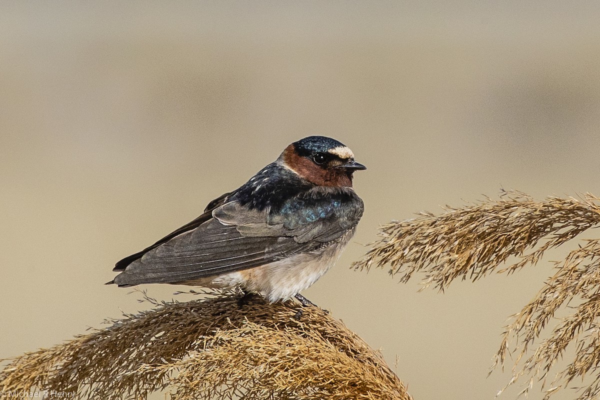 Cliff Swallow - ML141160631