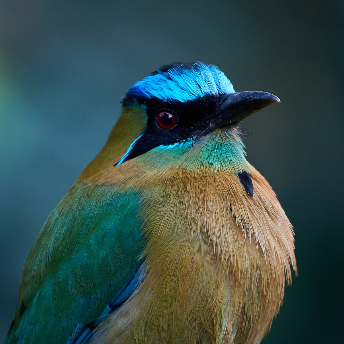 diademmotmot - ML141161111