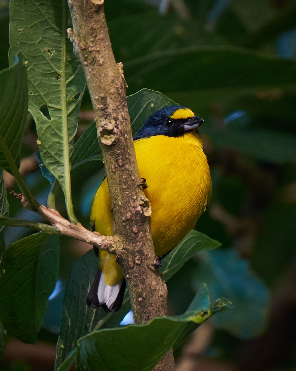 Yellow-throated Euphonia - ML141161161