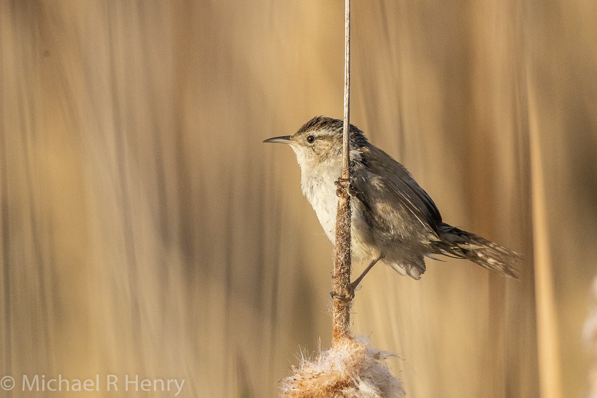 Marsh Wren - ML141161191