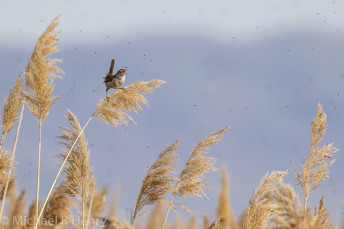 Marsh Wren - ML141161201