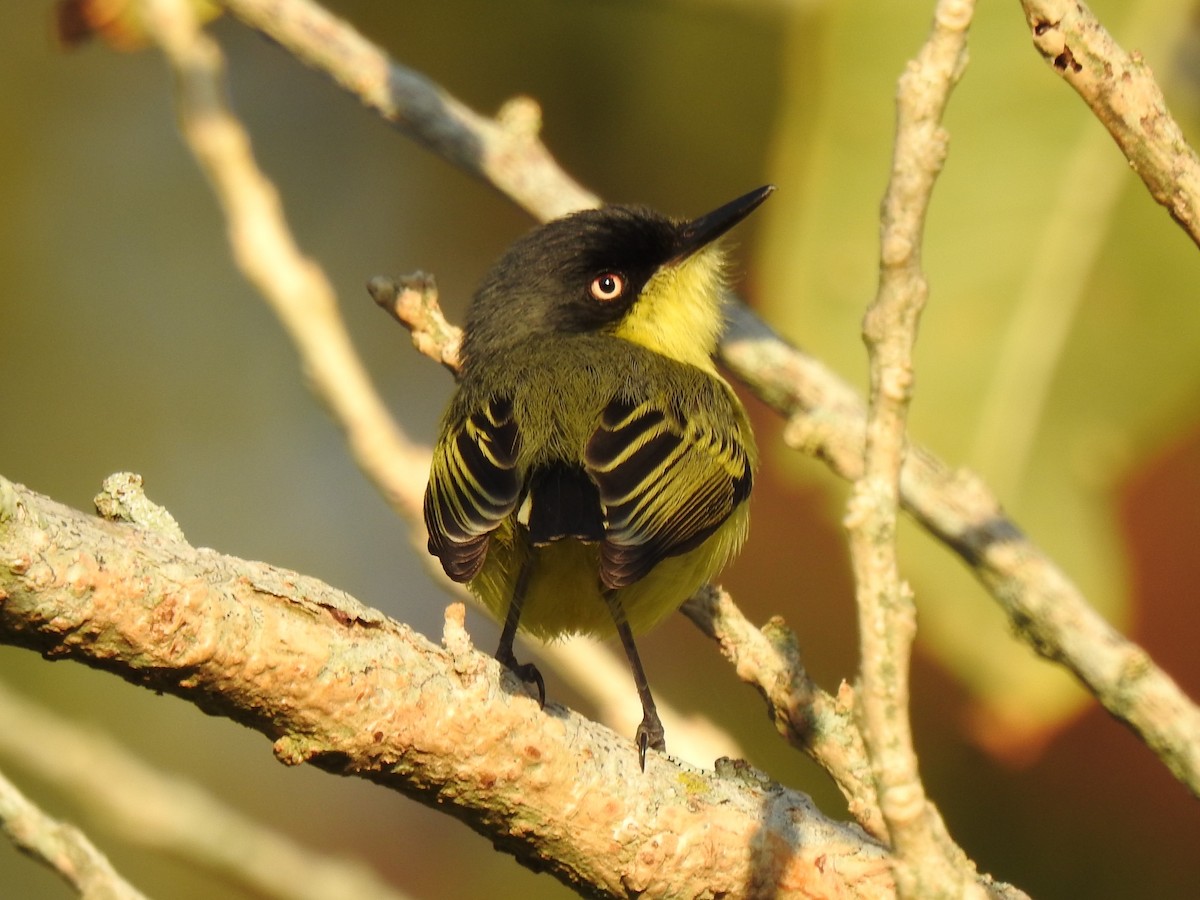 Common Tody-Flycatcher - John and Milena Beer