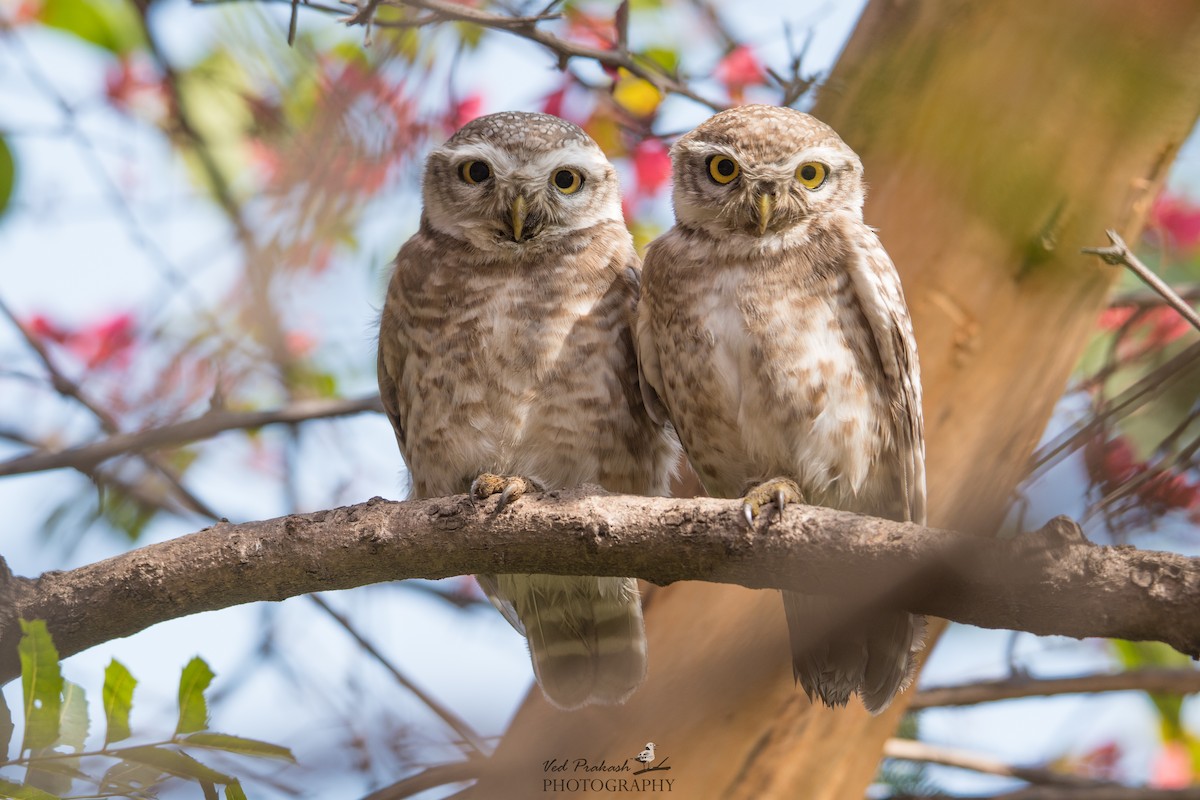 Spotted Owlet - ML141161661