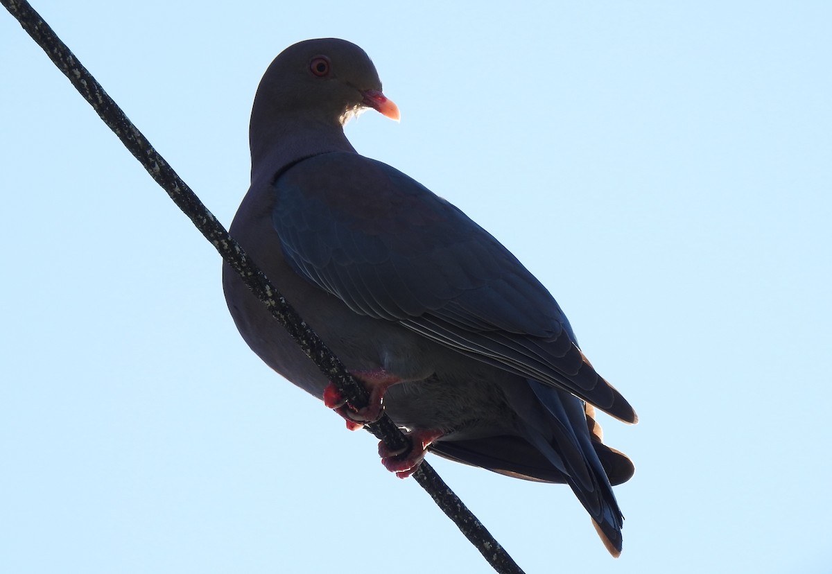 Pigeon à bec rouge - ML141162061