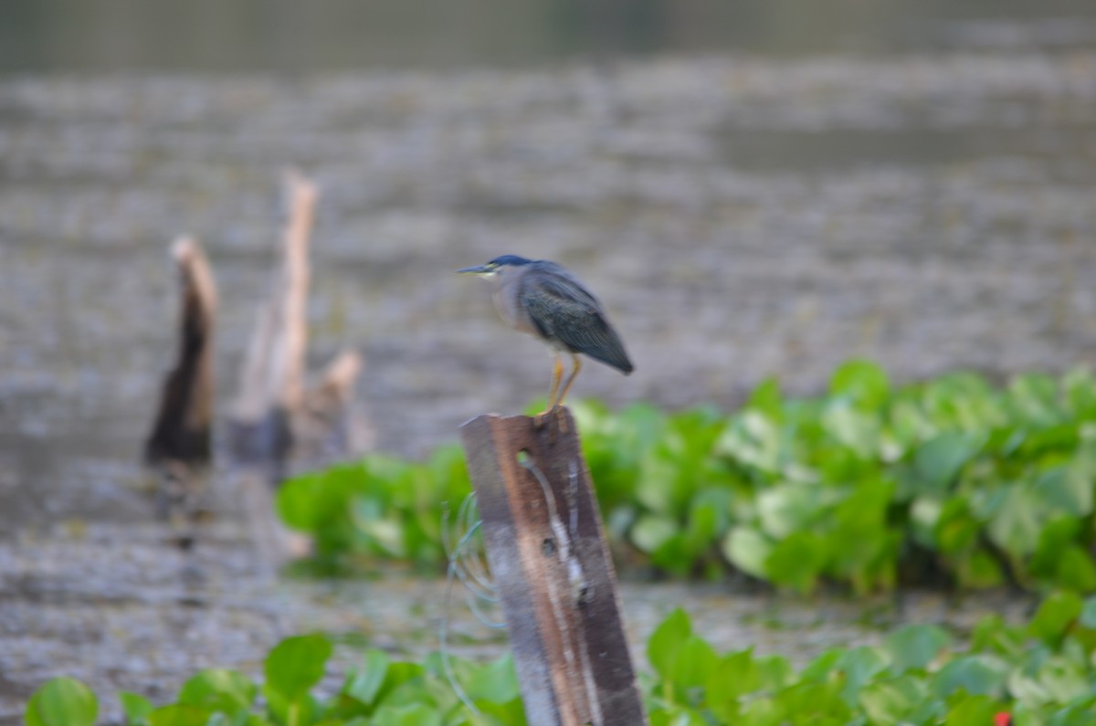 Striated Heron - ML141162871