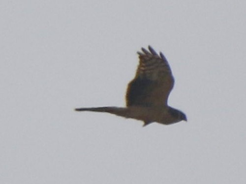 Pallid Harrier - ML141163651