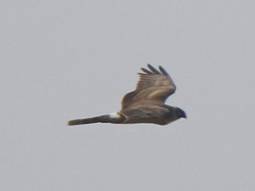 Pallid Harrier - ML141163791