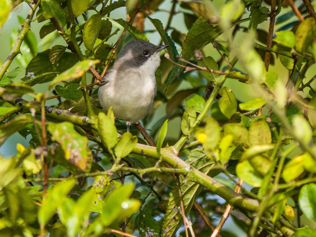 Lesser Whitethroat (Hume's) - ML141164121