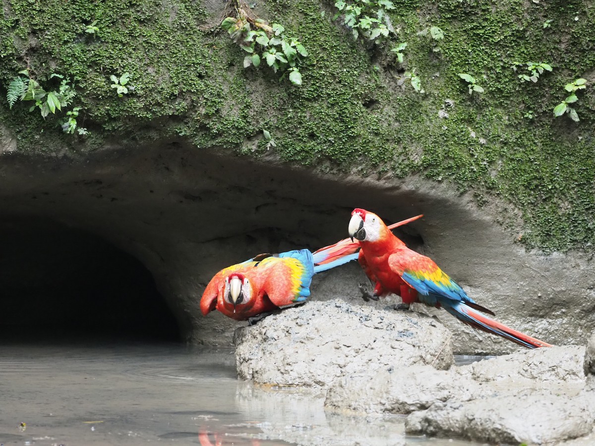 Scarlet Macaw - Sherry Lane