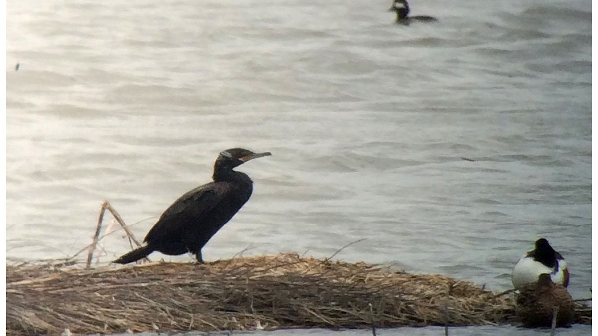 Neotropic Cormorant - ML141166341