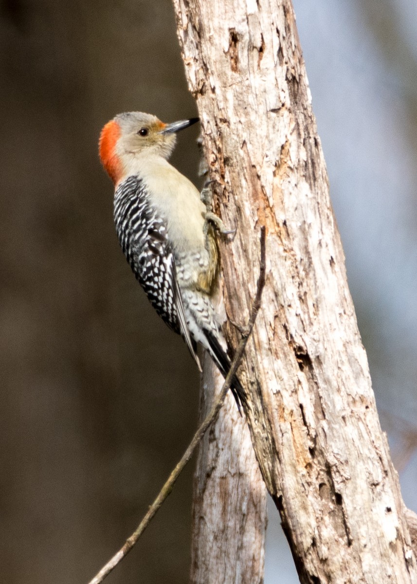 Red-bellied Woodpecker - Charlie Bruggemann