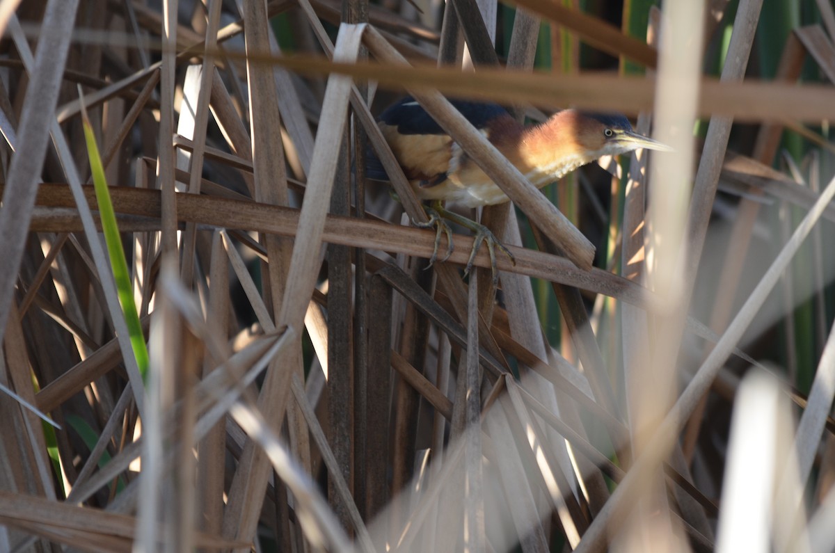 Least Bittern - ML141167481