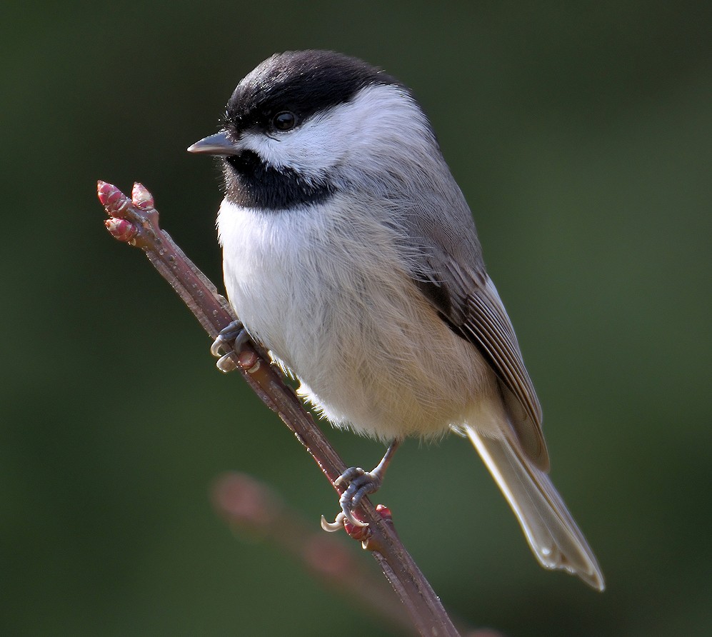 Mésange à tête noire - ML141167611