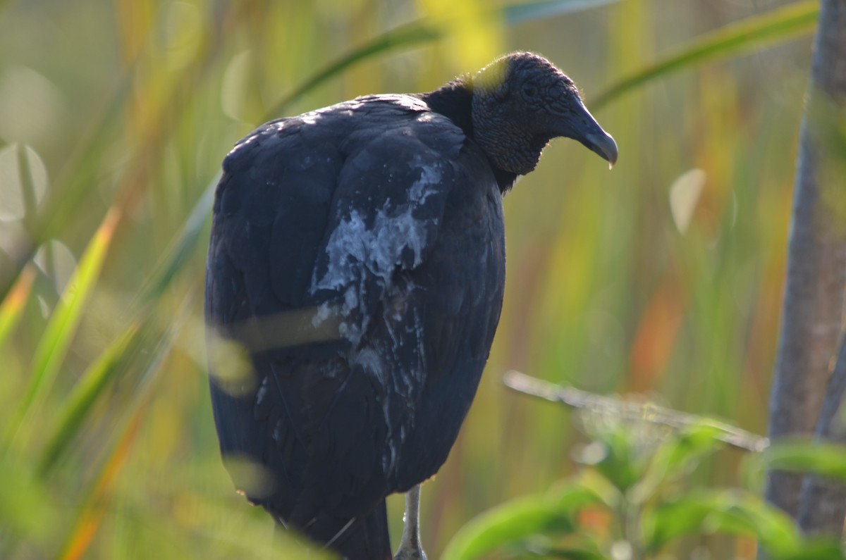 Black Vulture - ML141167861