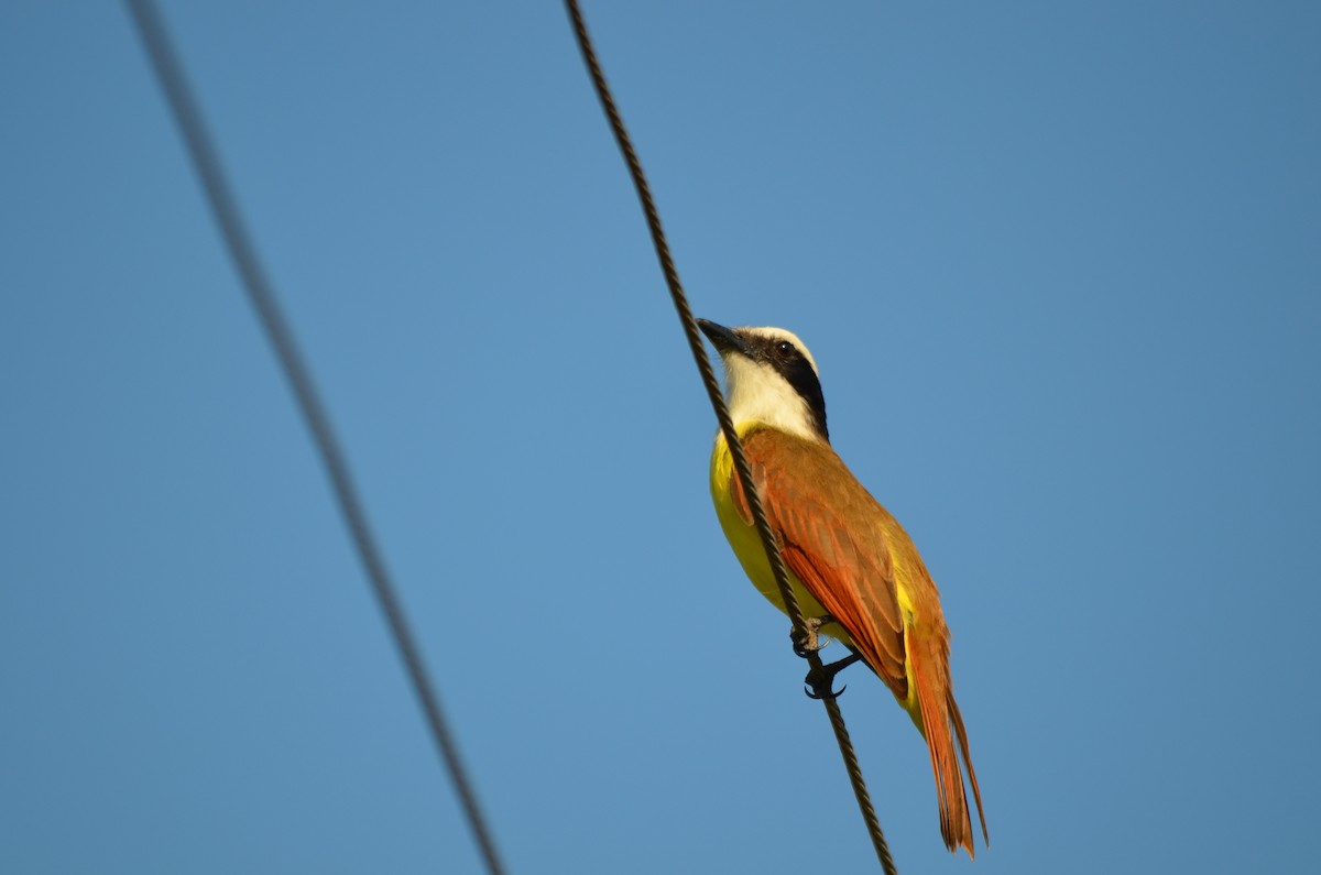 Great Kiskadee - ML141168361