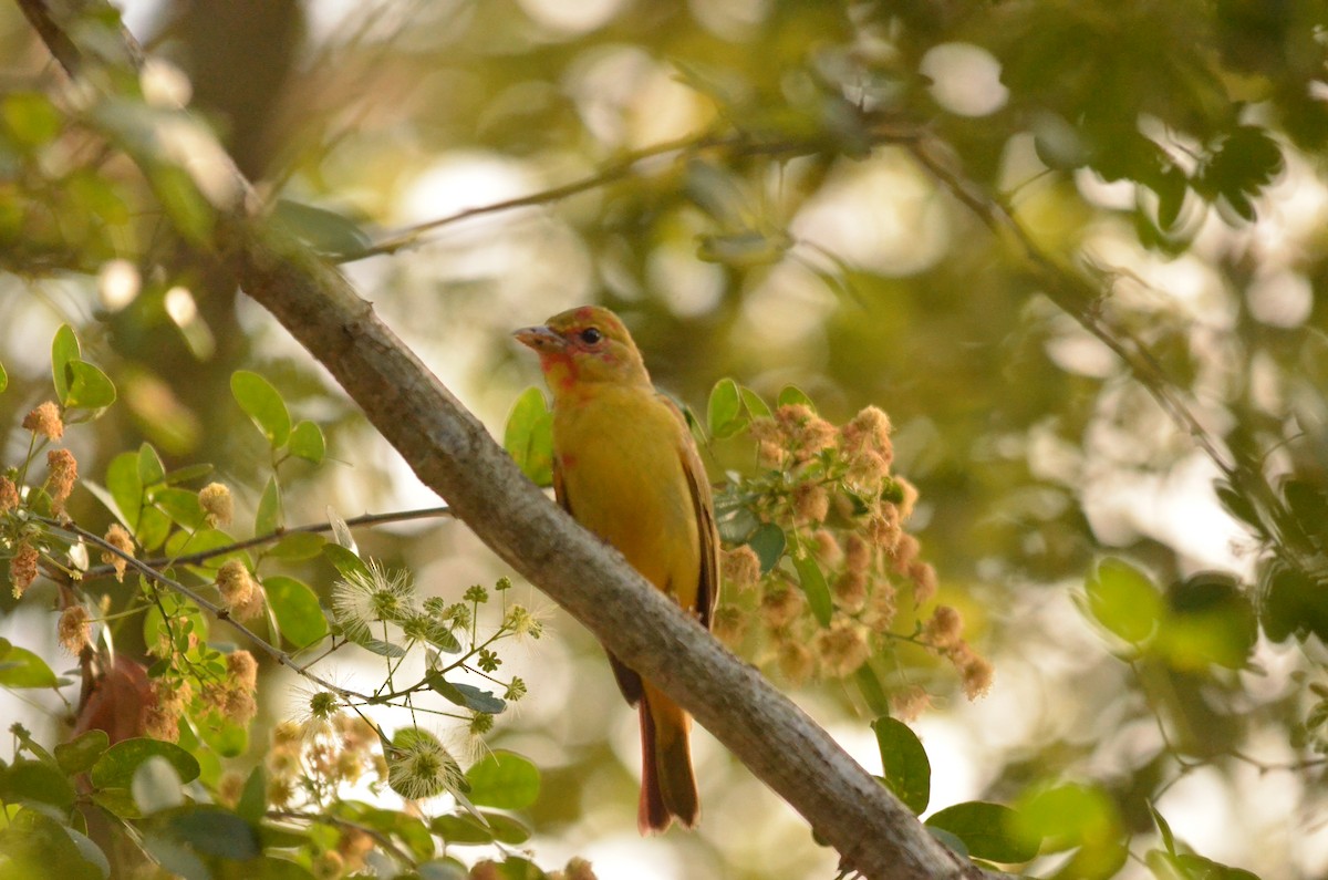 Summer Tanager - ML141168561