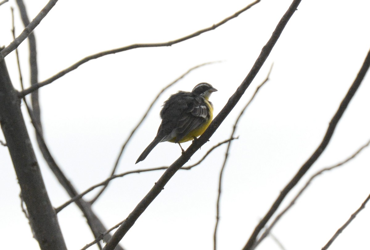 Cabanis's Bunting (Cabanis's) - ML141169941