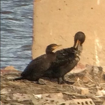 Neotropic Cormorant - ML141170341
