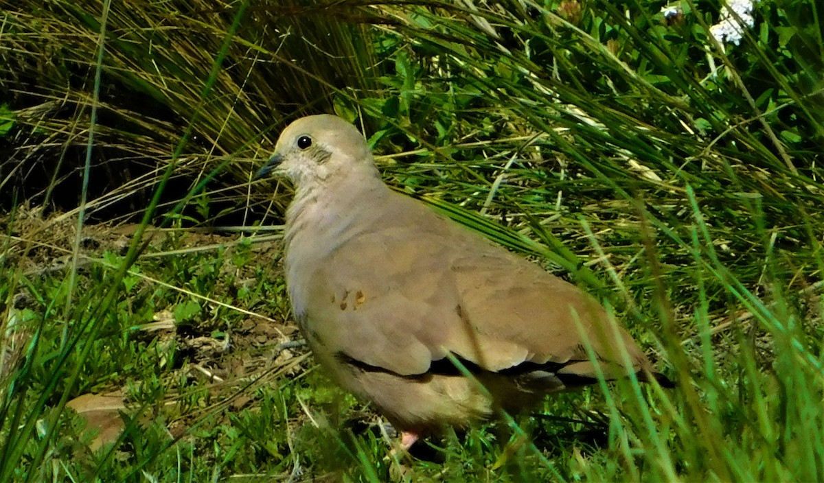 Golden-spotted Ground Dove - ML141171081