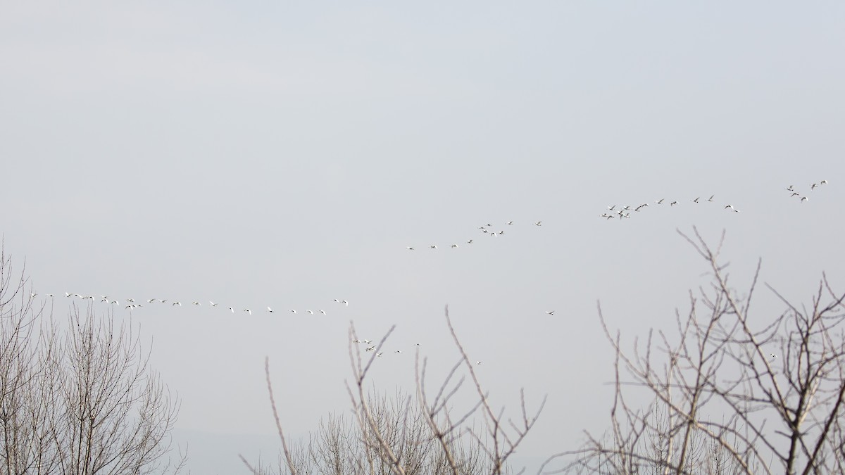 Tundra Swan (Bewick's) - ML141171991