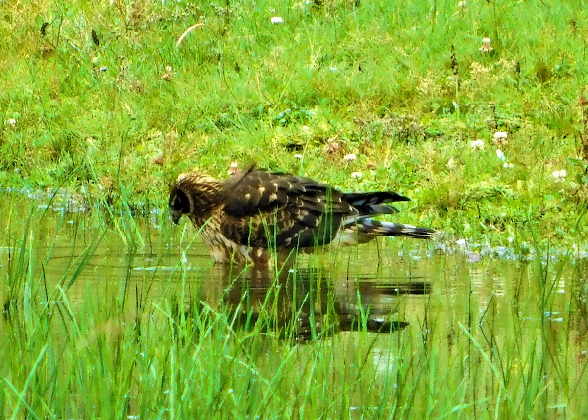 Cinereous Harrier - ML141172181