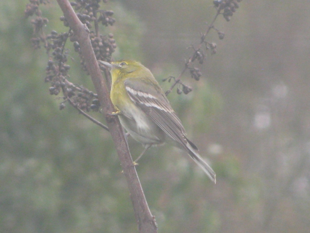 lesňáček borovicový - ML141172271