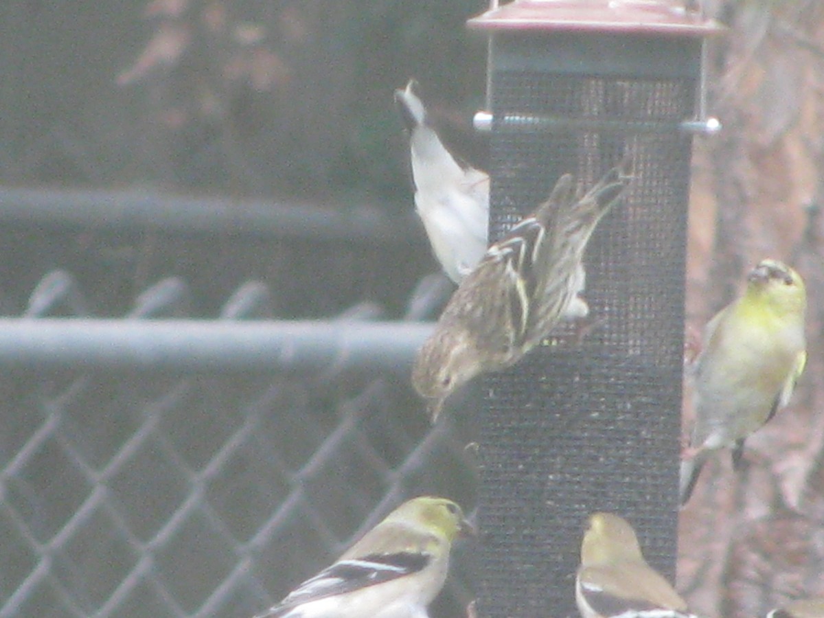 Pine Siskin - ML141172481