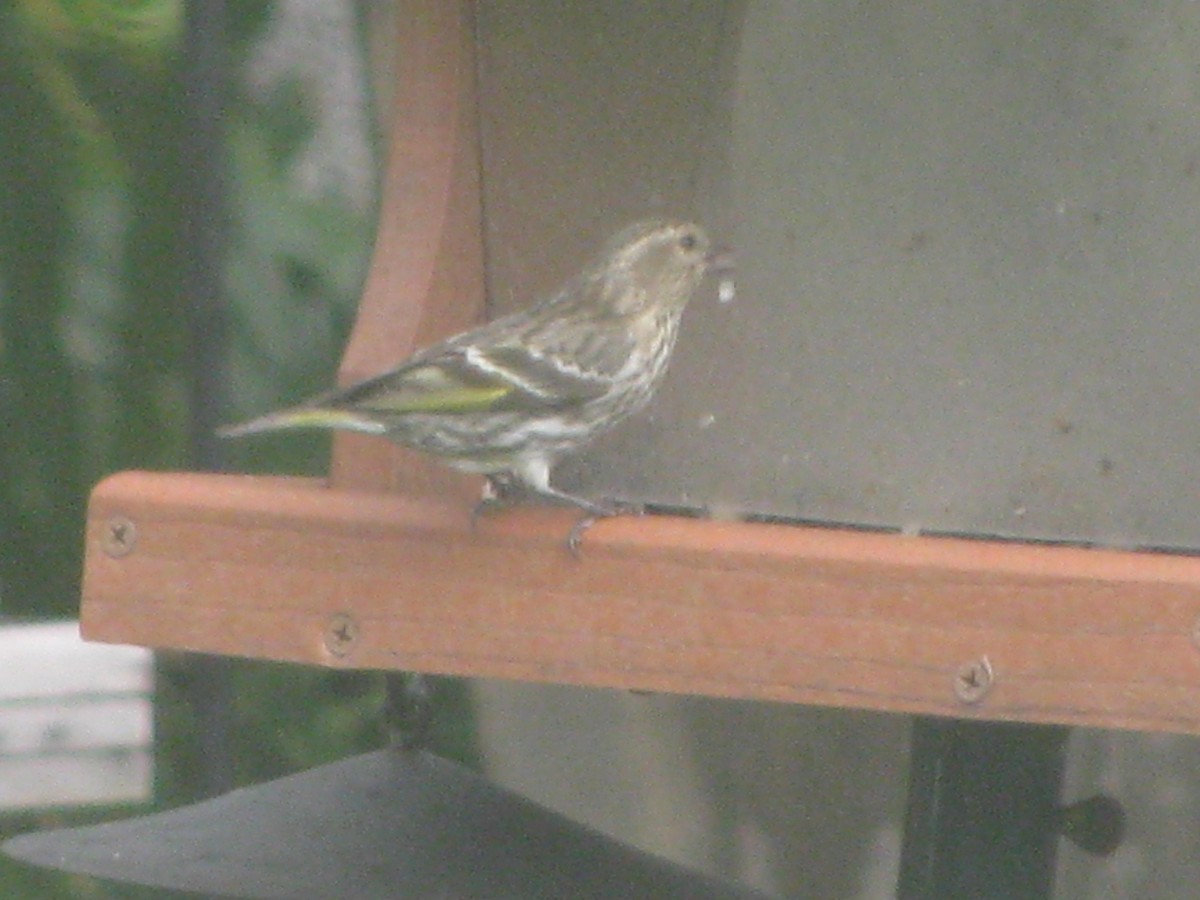 Pine Siskin - ML141172491