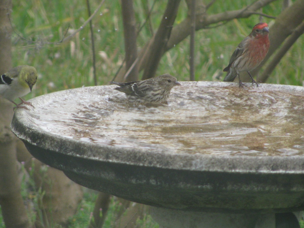 Pine Siskin - ML141172511