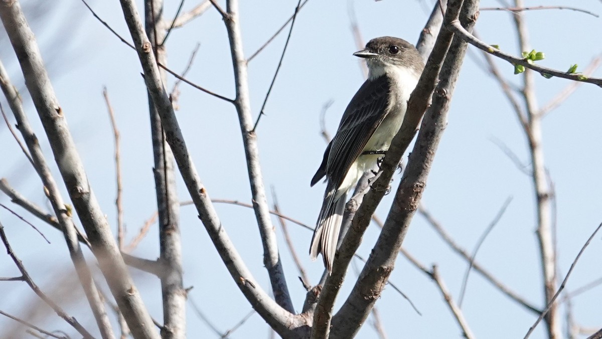 Eastern Phoebe - Ronald Breteler